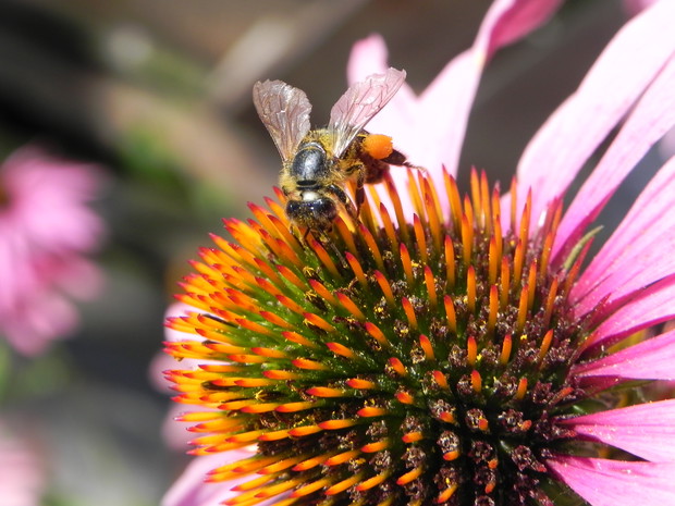 Miododajna jeżówka