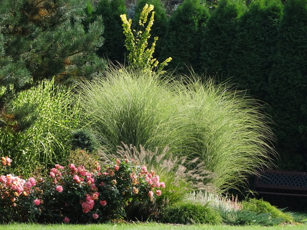 Miskant chiński Morning light w duecie z różą okrywową Cubana.