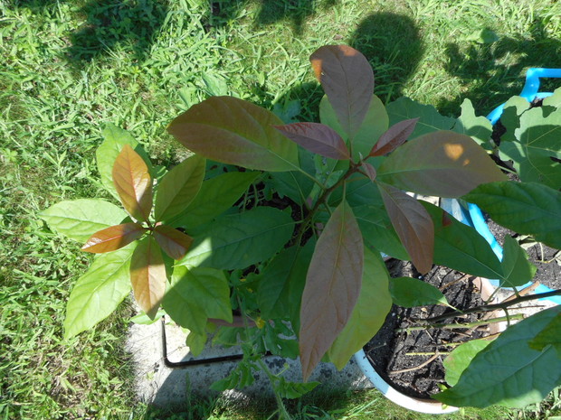 moje najpiekniejsze awokado z pestek