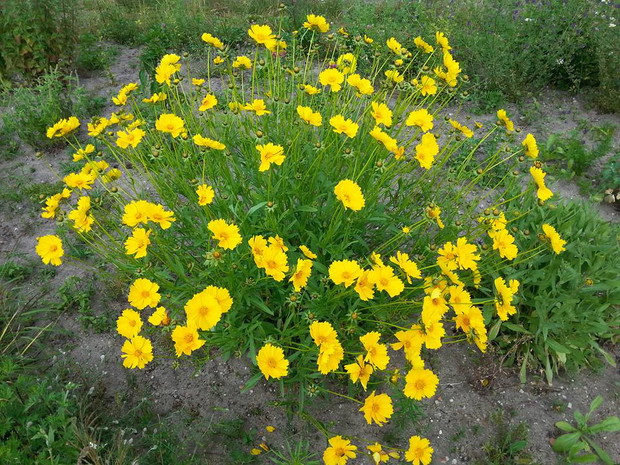 nachyłek wielokwiatowy - z własnych nasion