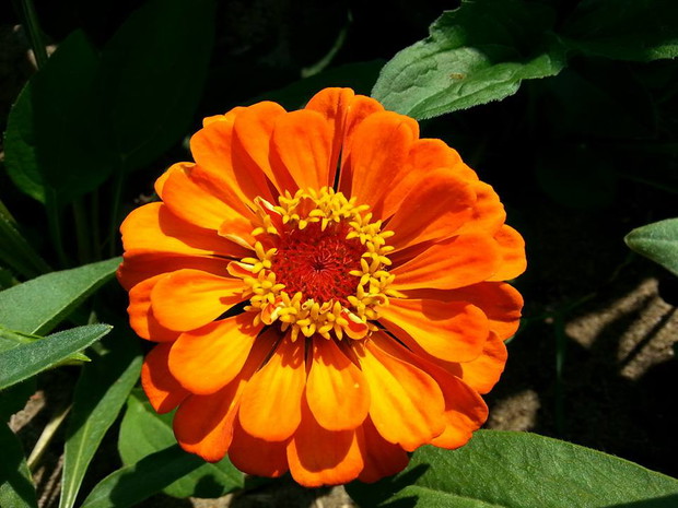 nagietek z własnych nasion