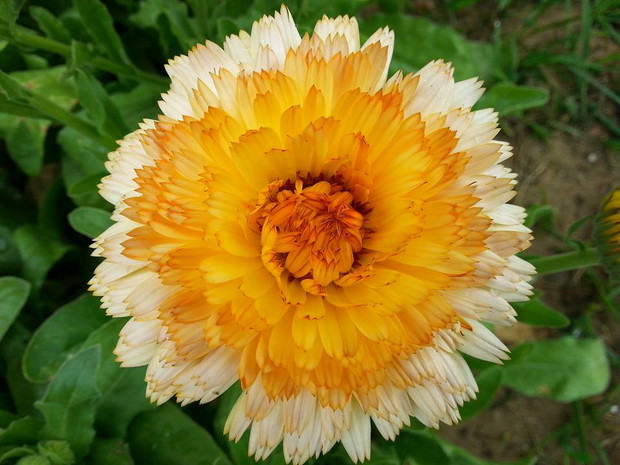 nagietek z własnych nasion