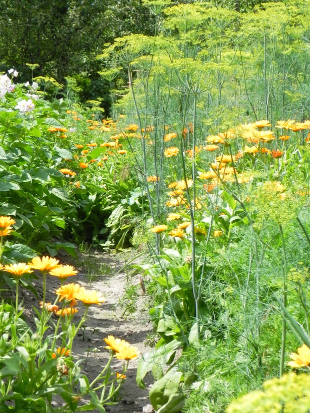 Nagietki w pełnym rozkwicie