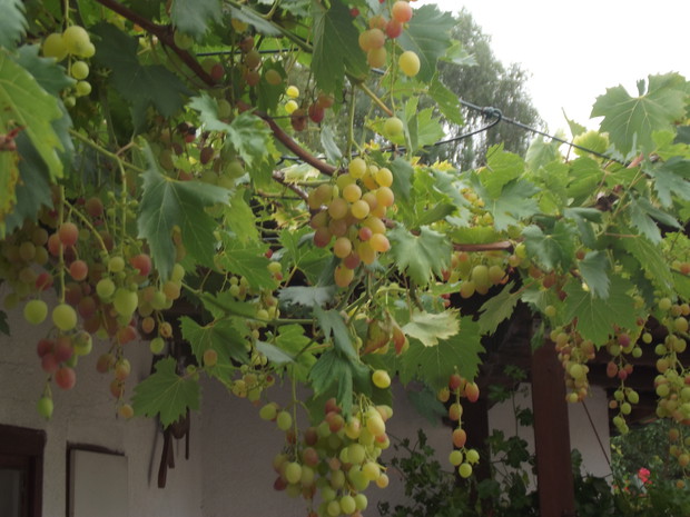 Nagrodą za całoroczną troskę o nasz ogród są plony, jakie możemy zbierać późnym latem.