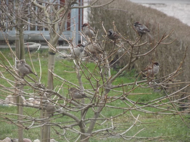 Nasi zimowi goście.