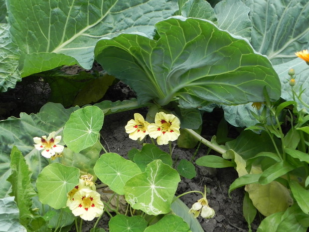Nasturcja chroni kapustę przed bielinkami