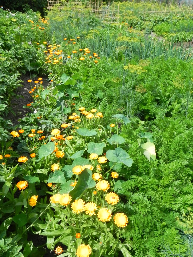 Nasturcja i nagietek ochraniają grządki