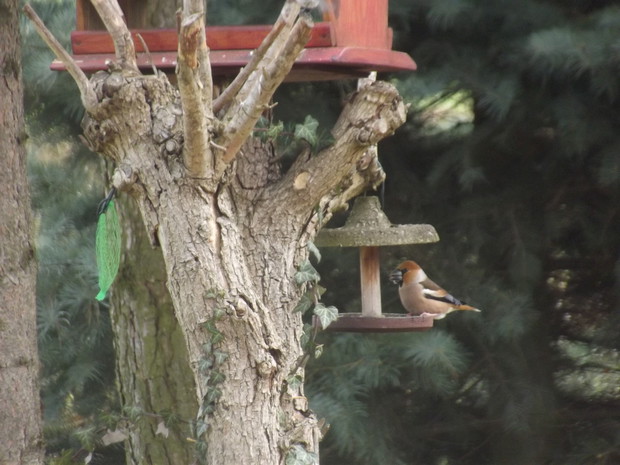 Nasz gość - grubodziób zwyczajny.