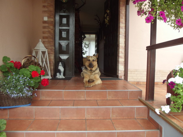 Nasz przyjaciel jest nie tylko strażnikiem ogrodu, ale również domu.
