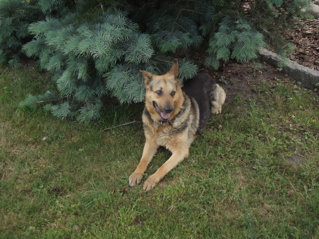 Nasz przyjaciel pilnujący porządku w ogrodzie.