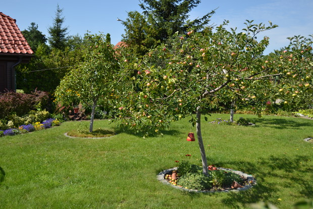 Nasz sadzik: grusze, jabłonie, czereśnie, wiśnia i śliwa.