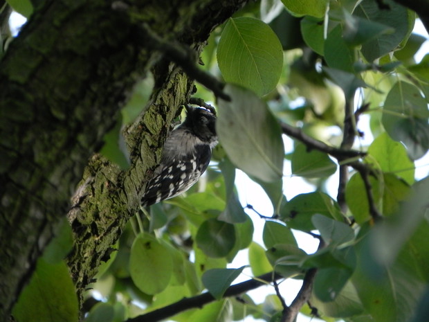 Odwiedziny dzięcioła