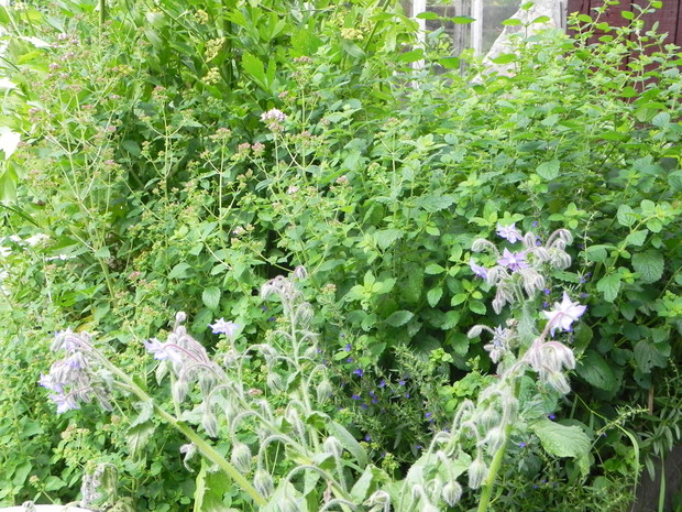 Ogórecznik i melisa zachęcają owady do zapylania warzyw