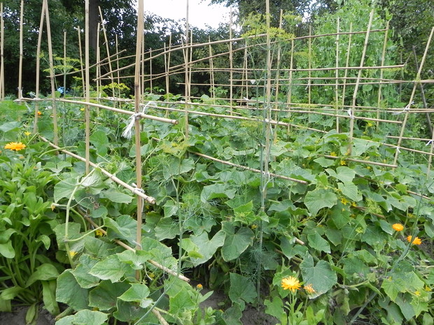 Ogórki jako pnącza