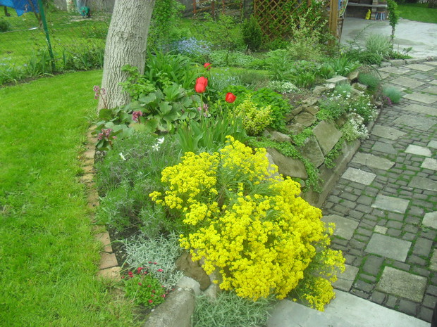 Okazała poducha smagliczki skalnej pięknie się komponuje z czerwonymi tulipanami.