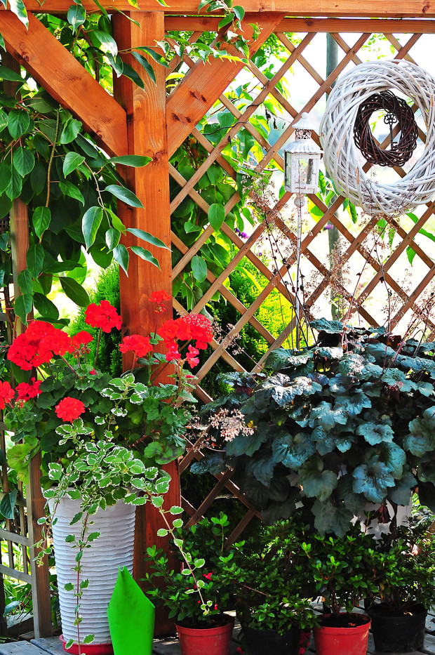 Okazała żurawka i piękne pelargonie