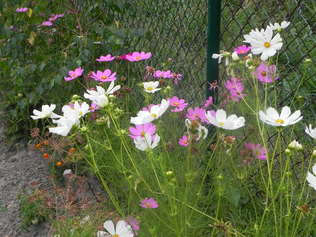 Onętek (kosmos) jak kiedyś u babci