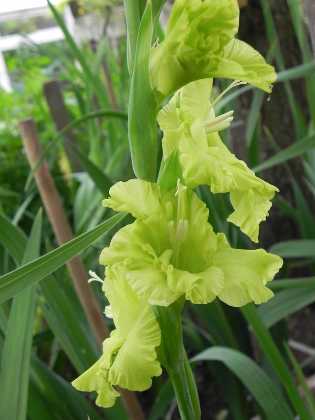 Oryginalny zielony mieczyk