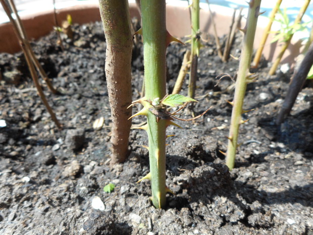 ostreznica.2 tyg i wypuscila listek zielony