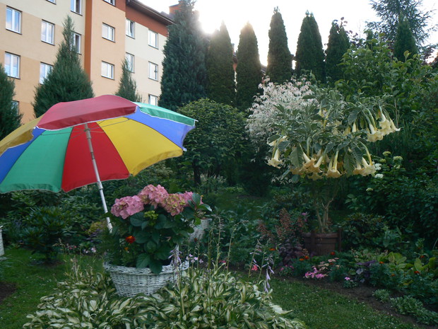 Parasol nad hortensją osłona przed słońcem.