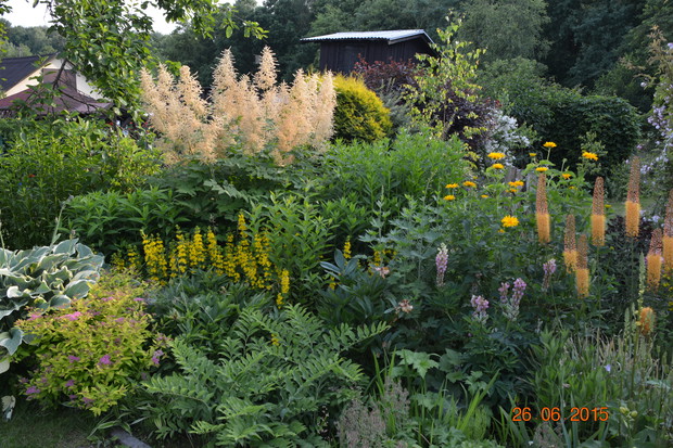 Parzydła, pustynniki..