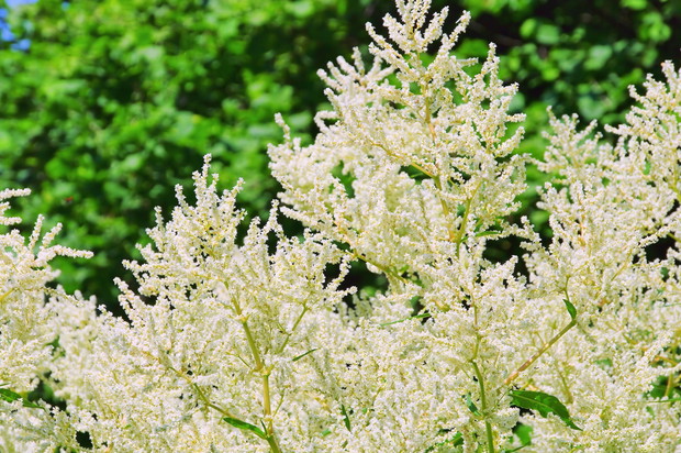 Parzydło leśne również nie wymaga zbyt wygórowanych warunków, przez co może rosnąc pod drzewami o płytkich systemach korzeniowych (zdj.: Fotolia.com)
