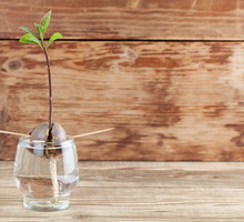 Pęd z pestki awokado (zdj.: Fotolia.com)