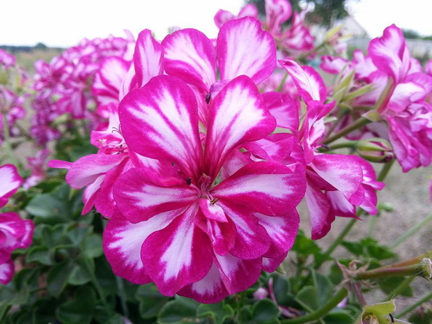 pelargonia