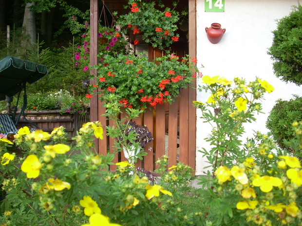 Pelargonie na tarasie altanki