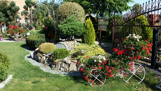 Pelargonie też mają swoje miejsce 