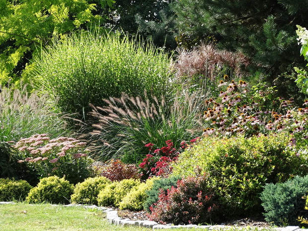 Pełnia lata i pióropusze traw ozdobnych z samosiejkami jeżówki purpurowej.