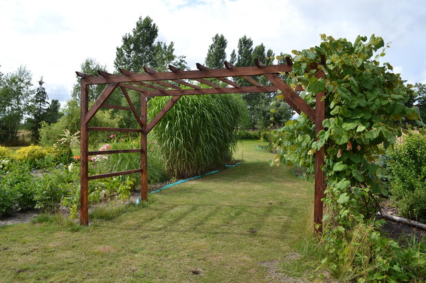Pergola dla winorośli, w tle ozdobne trawy.
