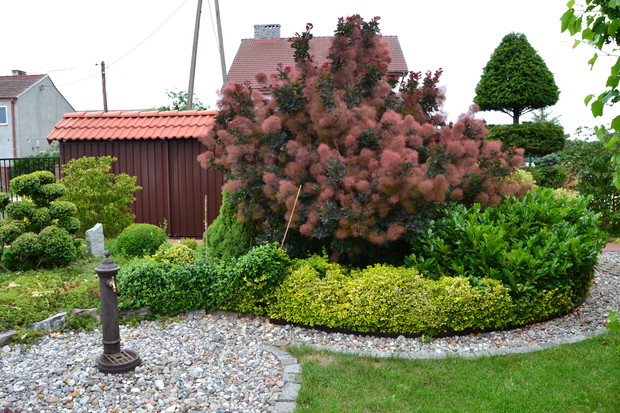 Perukowiec w pełnym rozkwicie.