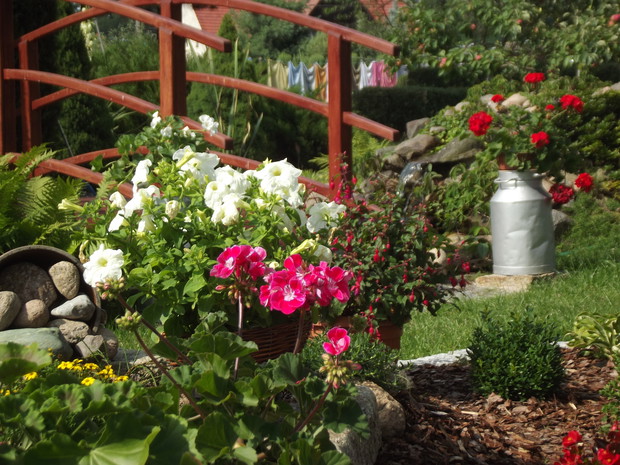 Petunie i drugie życie bańki na mleko.