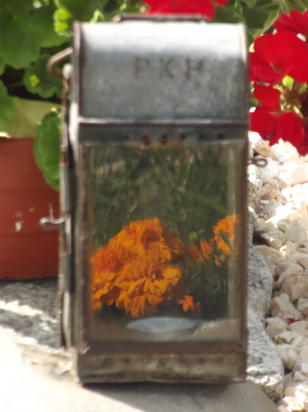 Piękna aksamitka przeglądająca się w lampce. 