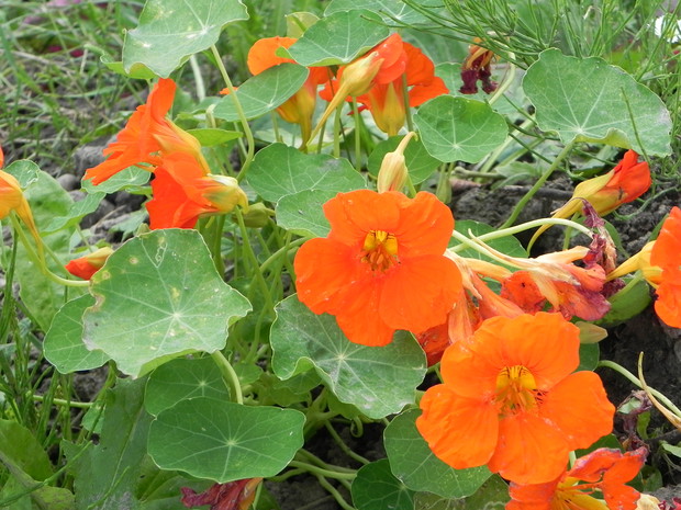 Piękna nasturcja