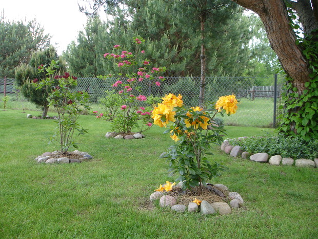 „Piękna trójca”, czyli azalie wielkokwiatowe, odmiany: klondyke, nabucco, homebush.