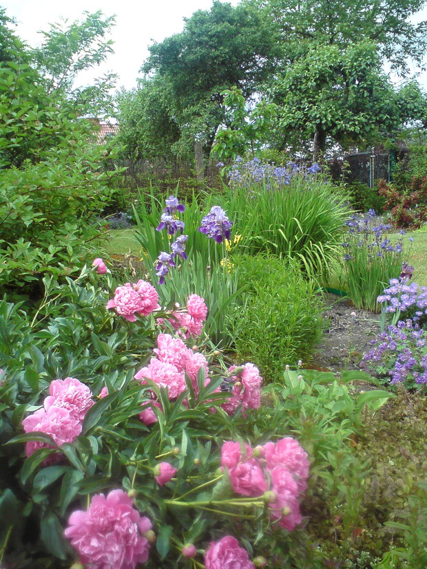 Pięknie rozrośnięta piwonia przykuwa wzrok i wabi zapachem.