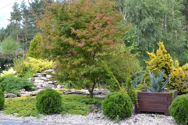 Piękny klon rosnący przy oczku.