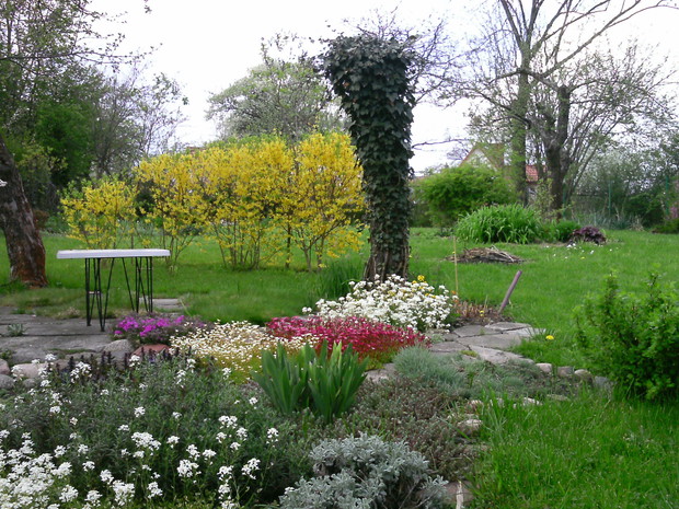 Pień starej śliwki posłużył za podporę dla bluszcza.