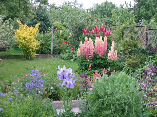 początki moich nasadzeń 2004r