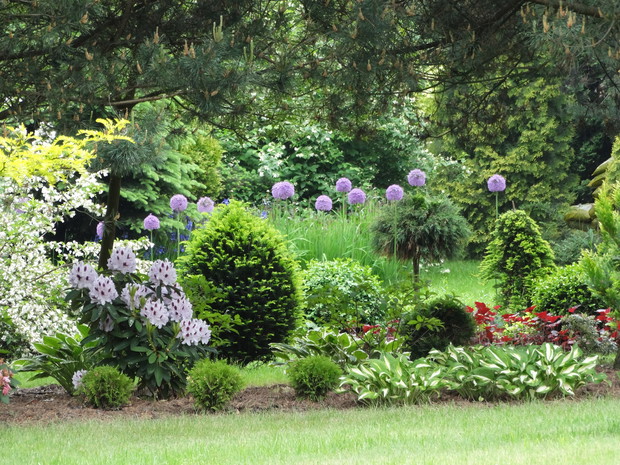 Pod koronami sosen rośliny dobrze sobie radzą - tu kwitnące czosnki ozdobne i różaneczniki.
