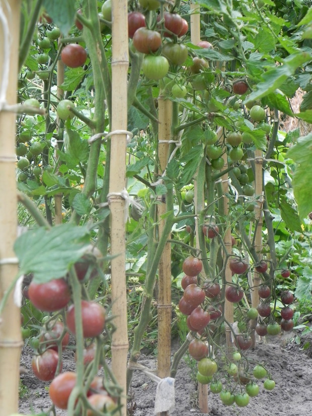 Pomidory 'Black cherry'