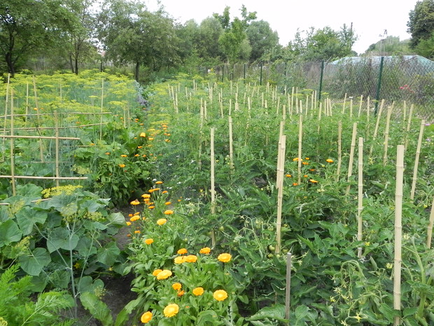 Pomidory jak okiem sięgnąć