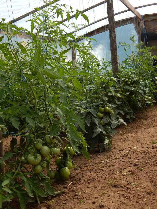 Pomidory... nawożone tylko rozcieńczoną gnojówką z pokrzywy...