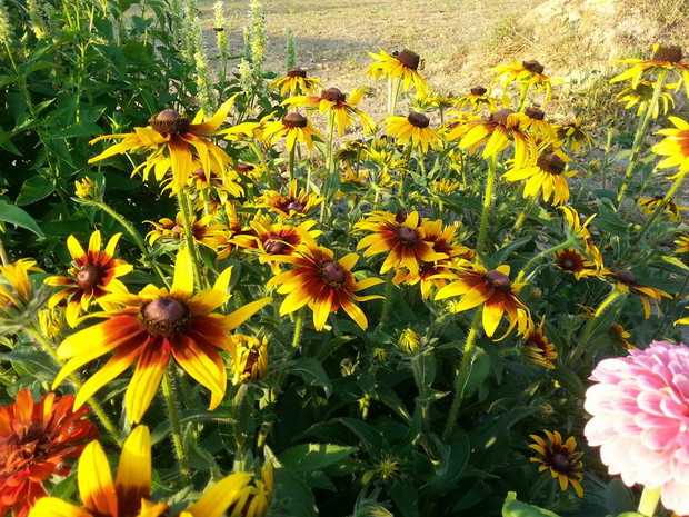 prześliczna rudbekia