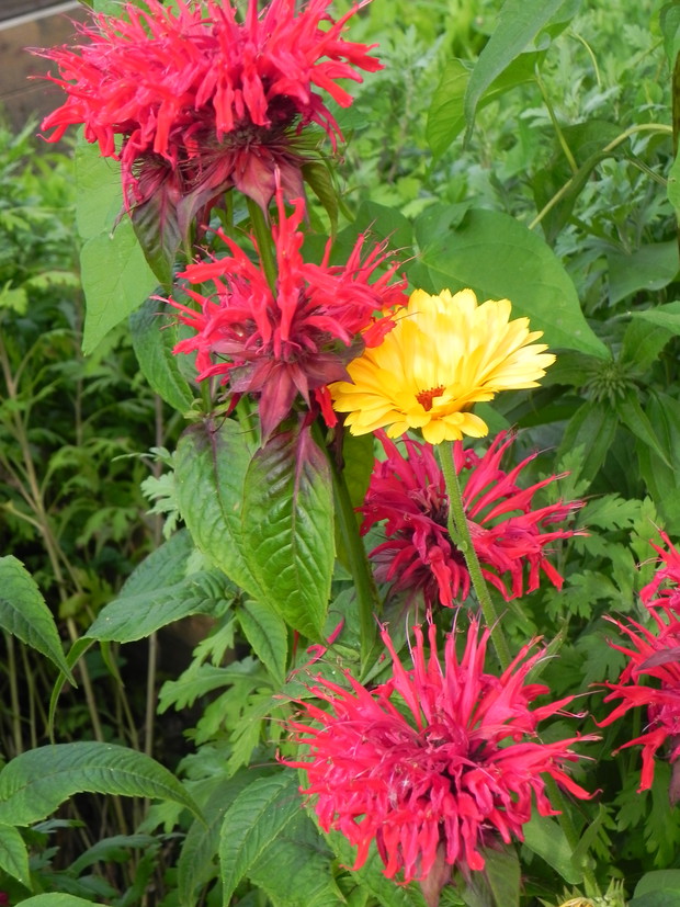 Pysznogłówka do herbaty