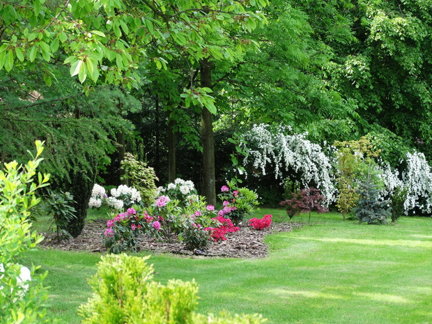 Rabata z różanecznikami a w oddali bieli się szpaler z tawuł.