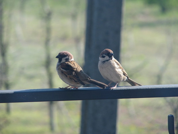 Raz wróbelek elemelek... :)