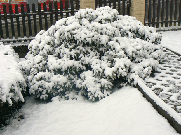 Rododendron w zimie.